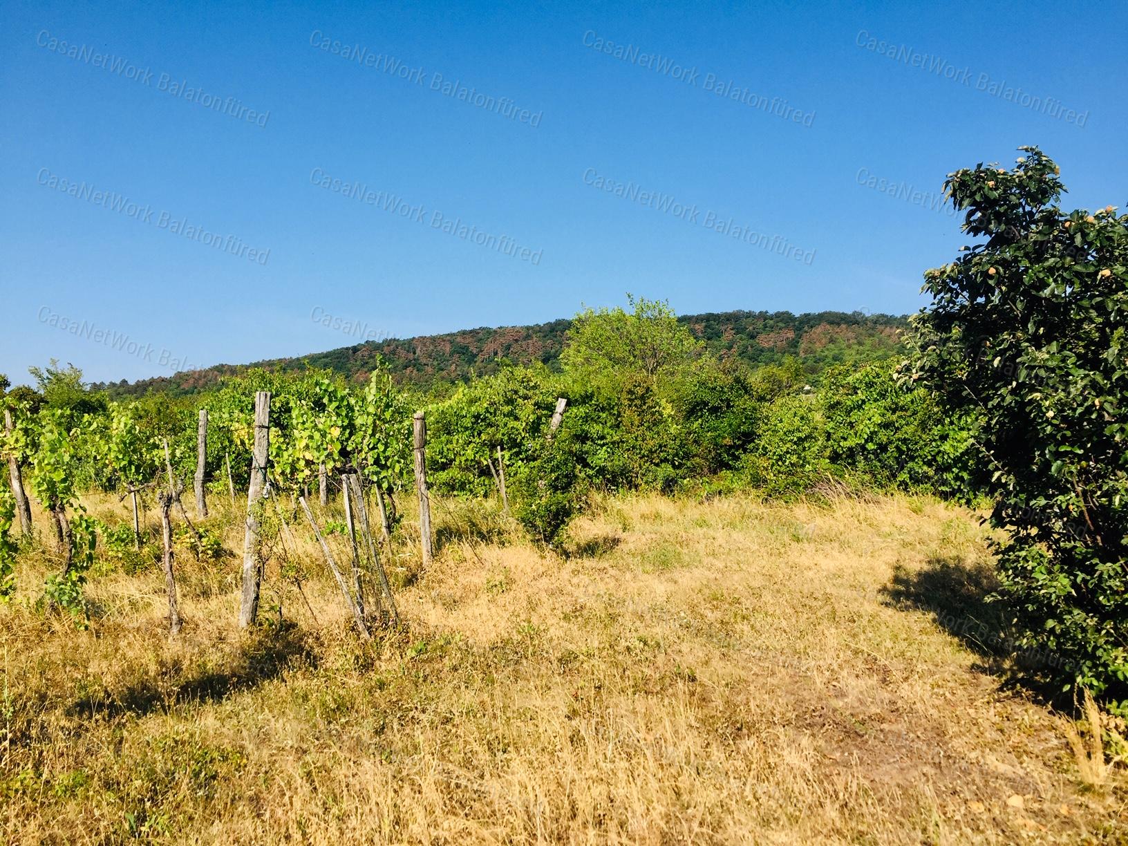 PANORÁMÁS SZŐLŐ - GYÜMÖLCSÖS TERÜLET KIS FAHÁZZAL