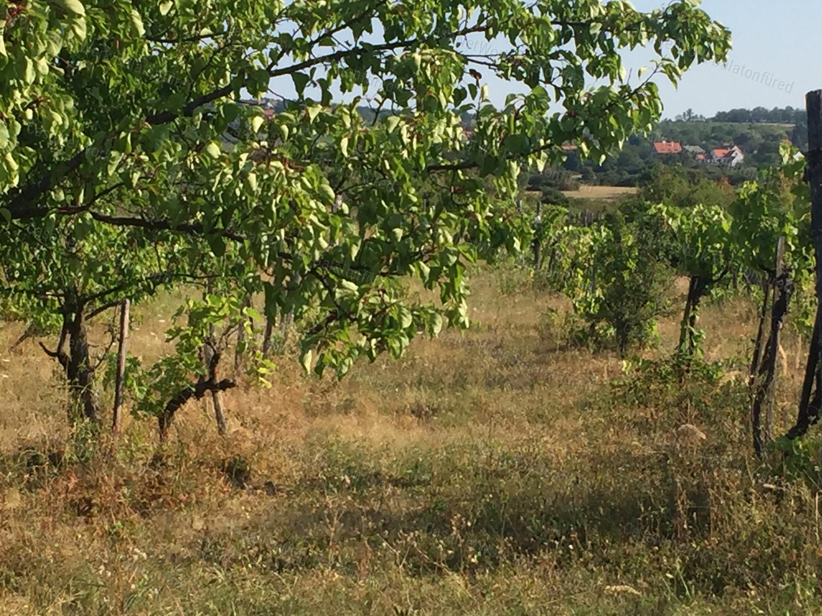 PANORÁMÁS SZŐLŐ - GYÜMÖLCSÖS TERÜLET KIS FAHÁZZAL
