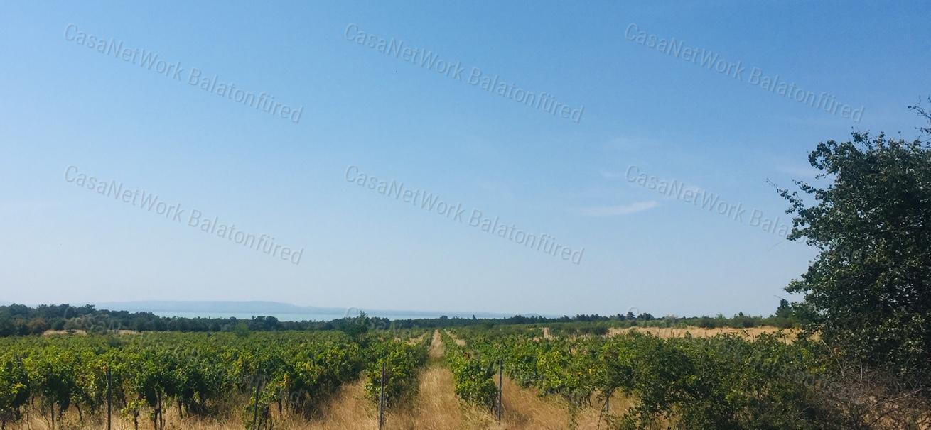 PANORÁMÁS SZŐLŐ - GYÜMÖLCSÖS TERÜLET KIS FAHÁZZAL