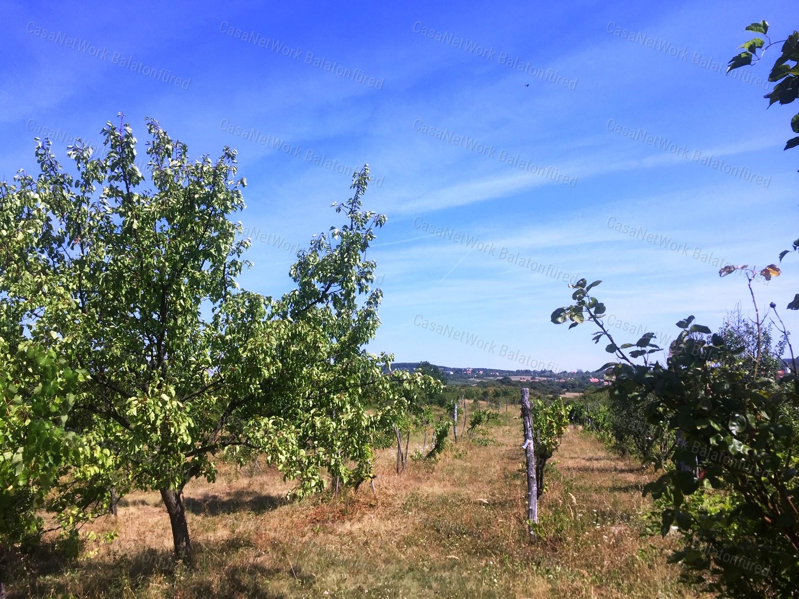 PANORÁMÁS SZŐLŐ - GYÜMÖLCSÖS TERÜLET KIS FAHÁZZAL