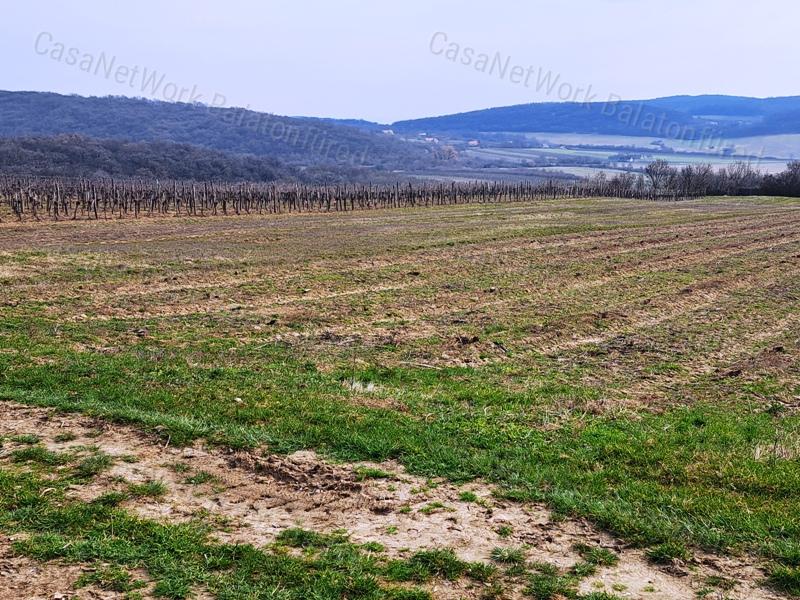 PANORÁMÁS SZŐLŐ A NIVEGY-VÖLGY SZÍVÉBEN SZENTJAKABFÁN