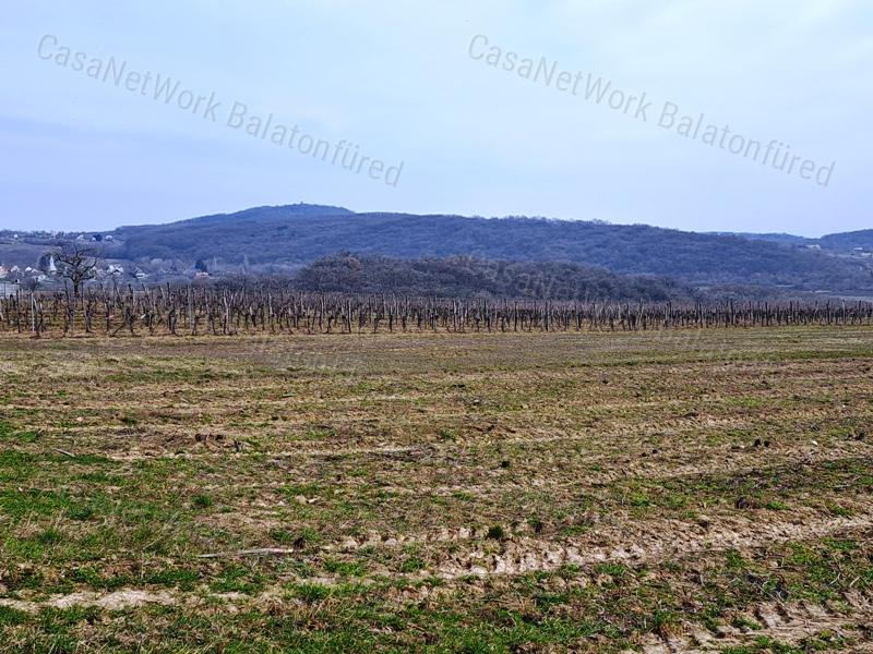 PANORÁMÁS SZŐLŐ A NIVEGY-VÖLGY SZÍVÉBEN SZENTJAKABFÁN