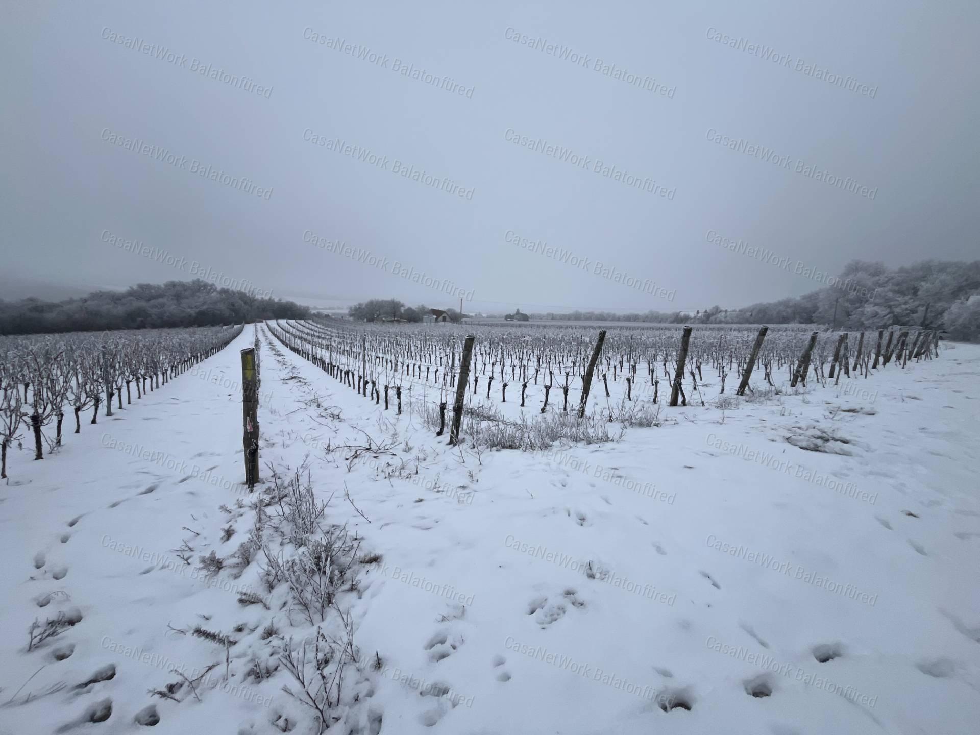 PANORÁMÁS SZŐLŐ A NIVEGY-VÖLGY SZÍVÉBEN - SZENTJAKABFÁN