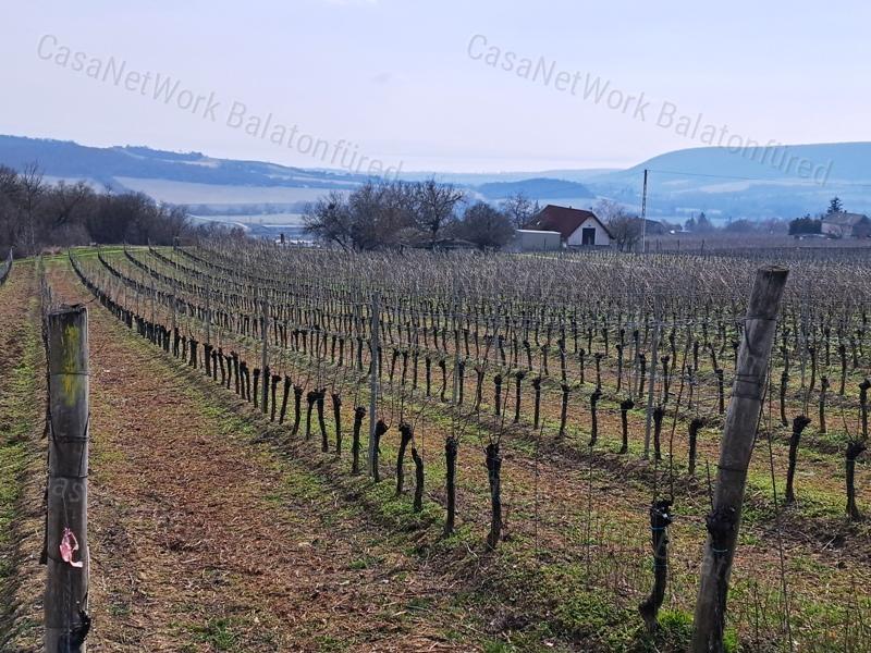 PANORÁMÁS SZŐLŐ A NIVEGY-VÖLGY SZÍVÉBEN - SZENTJAKABFÁN