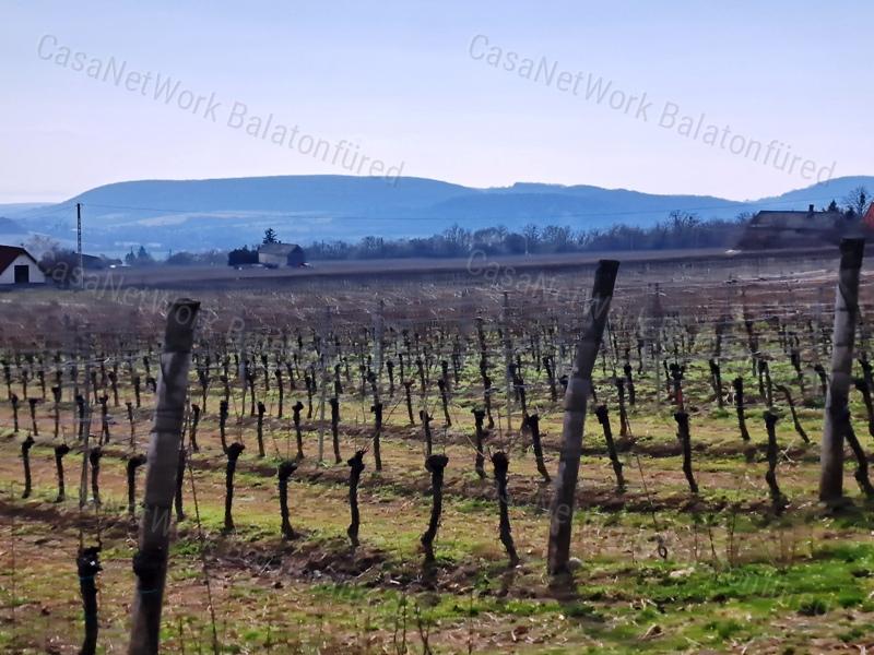 PANORÁMÁS SZŐLŐ A NIVEGY-VÖLGY SZÍVÉBEN - SZENTJAKABFÁN