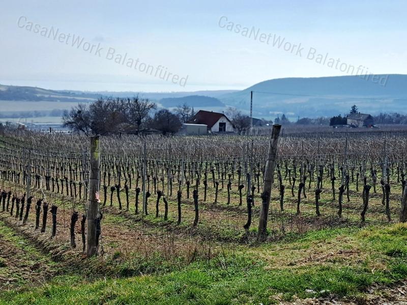 PANORÁMÁS SZŐLŐ A NIVEGY-VÖLGY SZÍVÉBEN - SZENTJAKABFÁN
