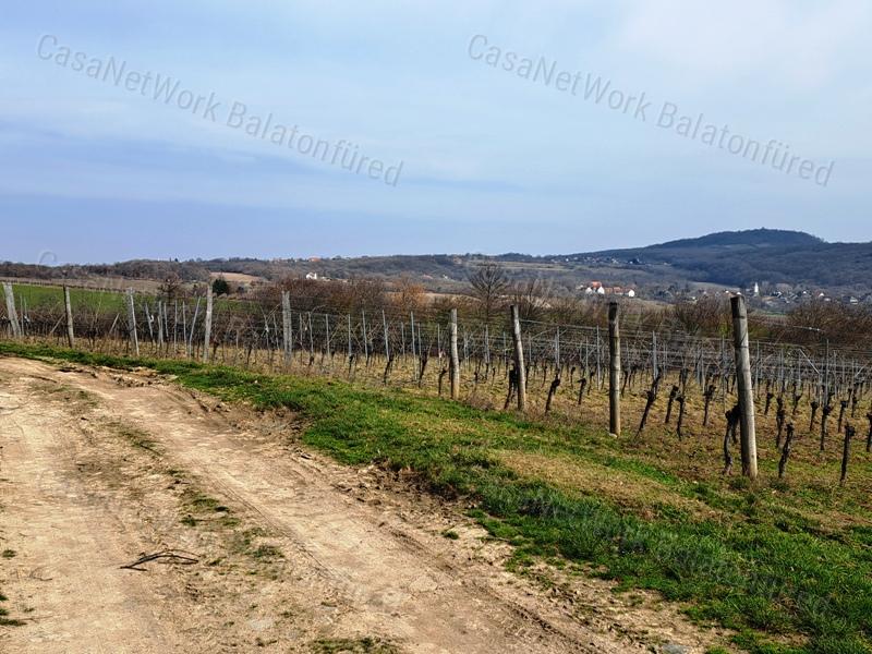 PANORÁMÁS SZŐLŐ A NIVEGY-VÖLGY SZÍVÉBEN - SZENTJAKABFÁN