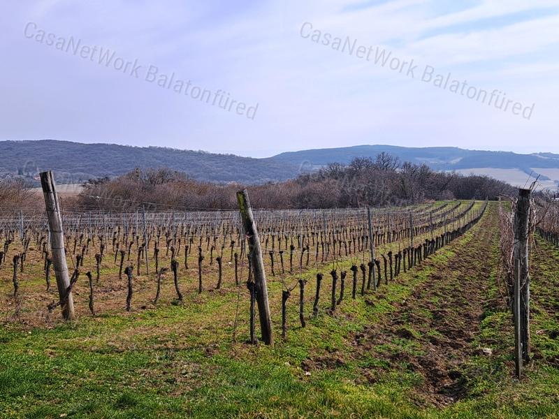 PANORÁMÁS SZŐLŐ A NIVEGY-VÖLGY SZÍVÉBEN - SZENTJAKABFÁN
