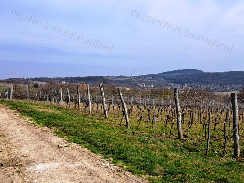 PANORÁMÁS SZŐLŐ A NIVEGY-VÖLGY SZÍVÉBEN - SZENTJAKABFÁN