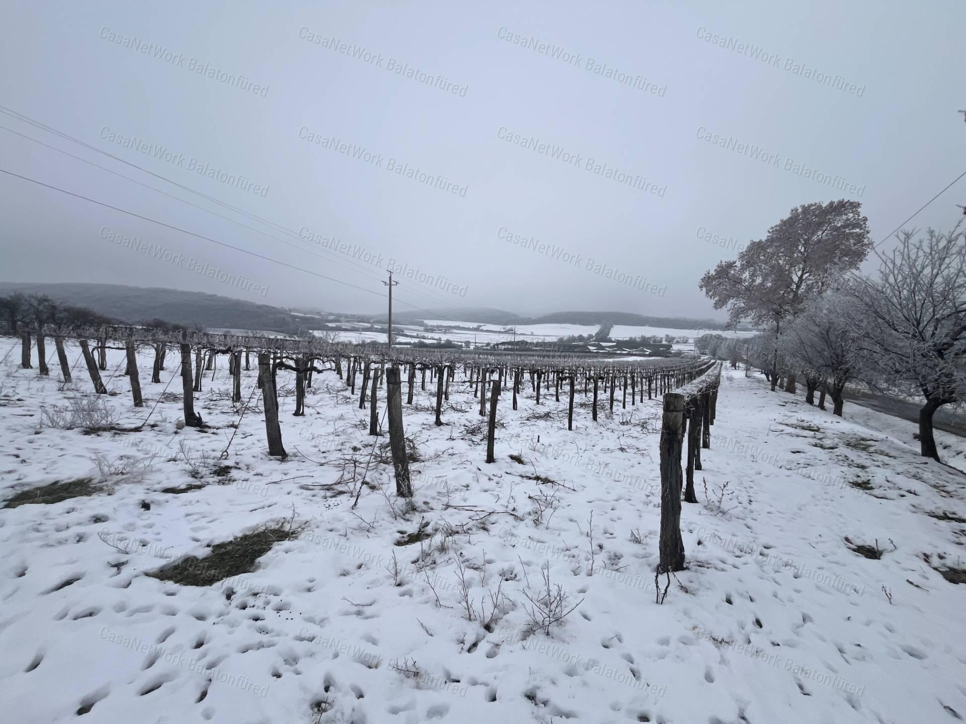 PANORÁMÁS SZŐLŐ A NIVEGY-VÖLGY SZÍVÉBEN SZENTJAKABFÁN