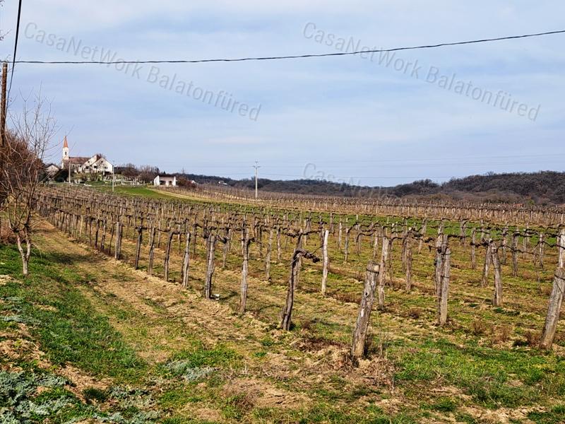 PANORÁMÁS SZŐLŐ A NIVEGY-VÖLGY SZÍVÉBEN SZENTJAKABFÁN