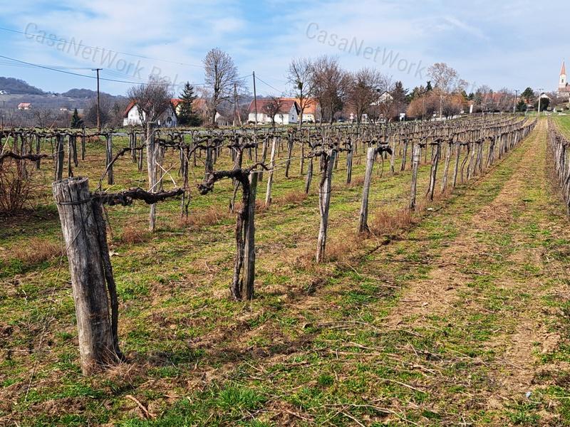 PANORÁMÁS SZŐLŐ A NIVEGY-VÖLGY SZÍVÉBEN SZENTJAKABFÁN
