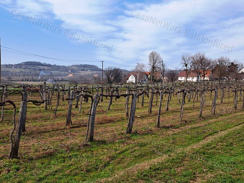 PANORÁMÁS SZŐLŐ A NIVEGY-VÖLGY SZÍVÉBEN SZENTJAKABFÁN