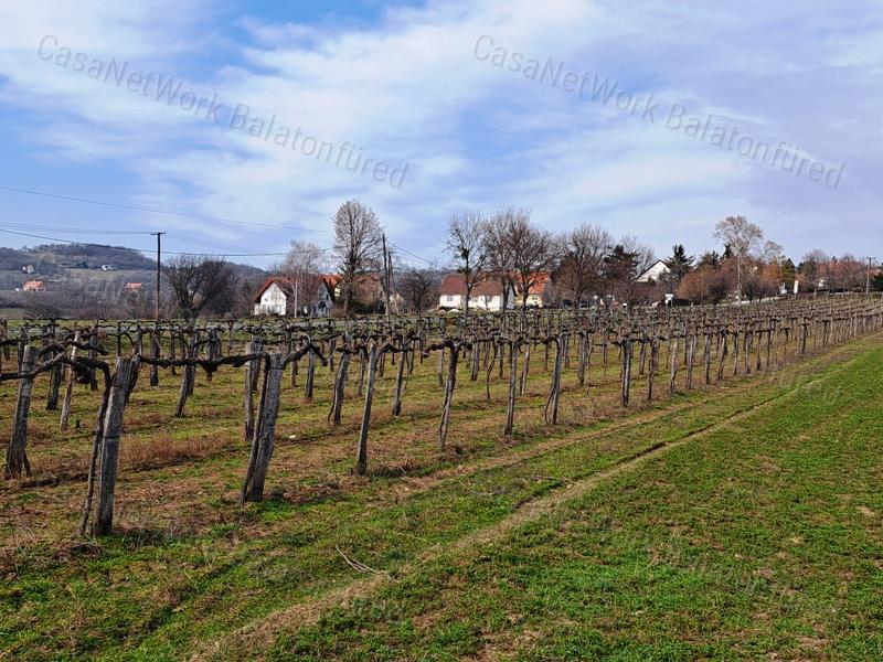 PANORÁMÁS SZŐLŐ A NIVEGY-VÖLGY SZÍVÉBEN SZENTJAKABFÁN