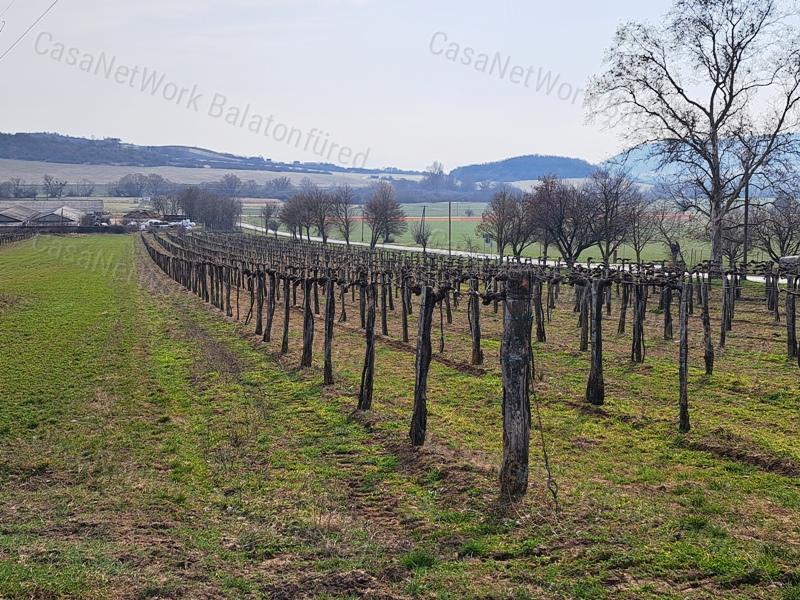 PANORÁMÁS SZŐLŐ A NIVEGY-VÖLGY SZÍVÉBEN SZENTJAKABFÁN