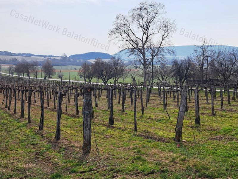 PANORÁMÁS SZŐLŐ A NIVEGY-VÖLGY SZÍVÉBEN SZENTJAKABFÁN