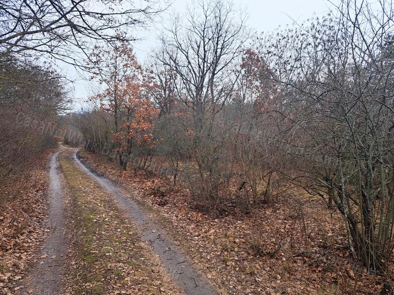 Eladó 1/1 tulajdonú ERDŐ BALATONUDVARIBAN