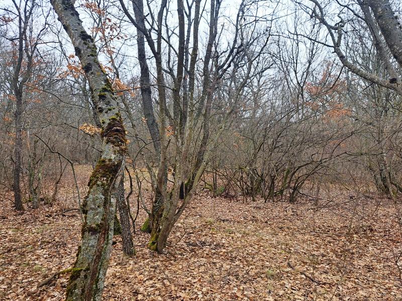 Eladó 1/1 tulajdonú ERDŐ BALATONUDVARIBAN