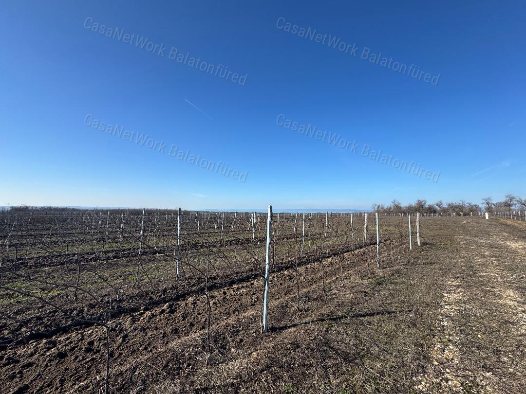 Balatoni panorámás szőlőbirtok eladó Balatonvilágoson - 3000 nm beépítéssel
