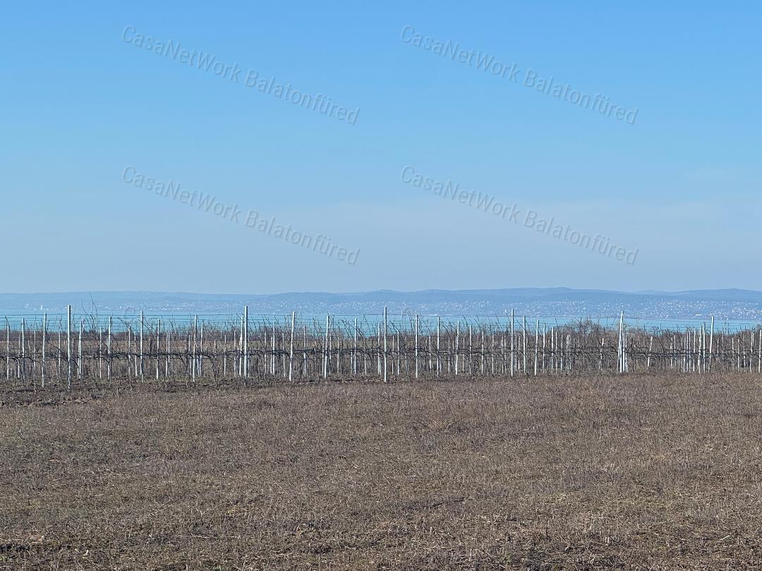 Balatoni panorámás szőlőbirtok eladó Balatonvilágoson - 3000 nm beépítéssel
