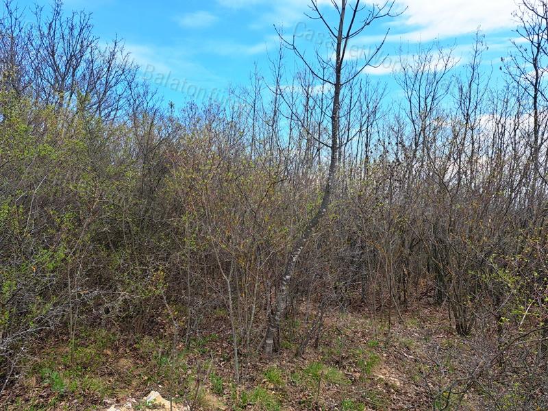 Panorámás, építhető ZÁRTKERT eladó PÉCSELYEN