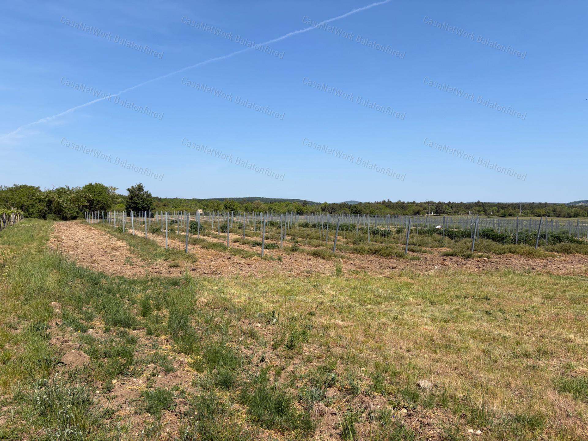 Panorámás SZŐLŐBIRTOK Balatonfüred és Aszófő között eladó