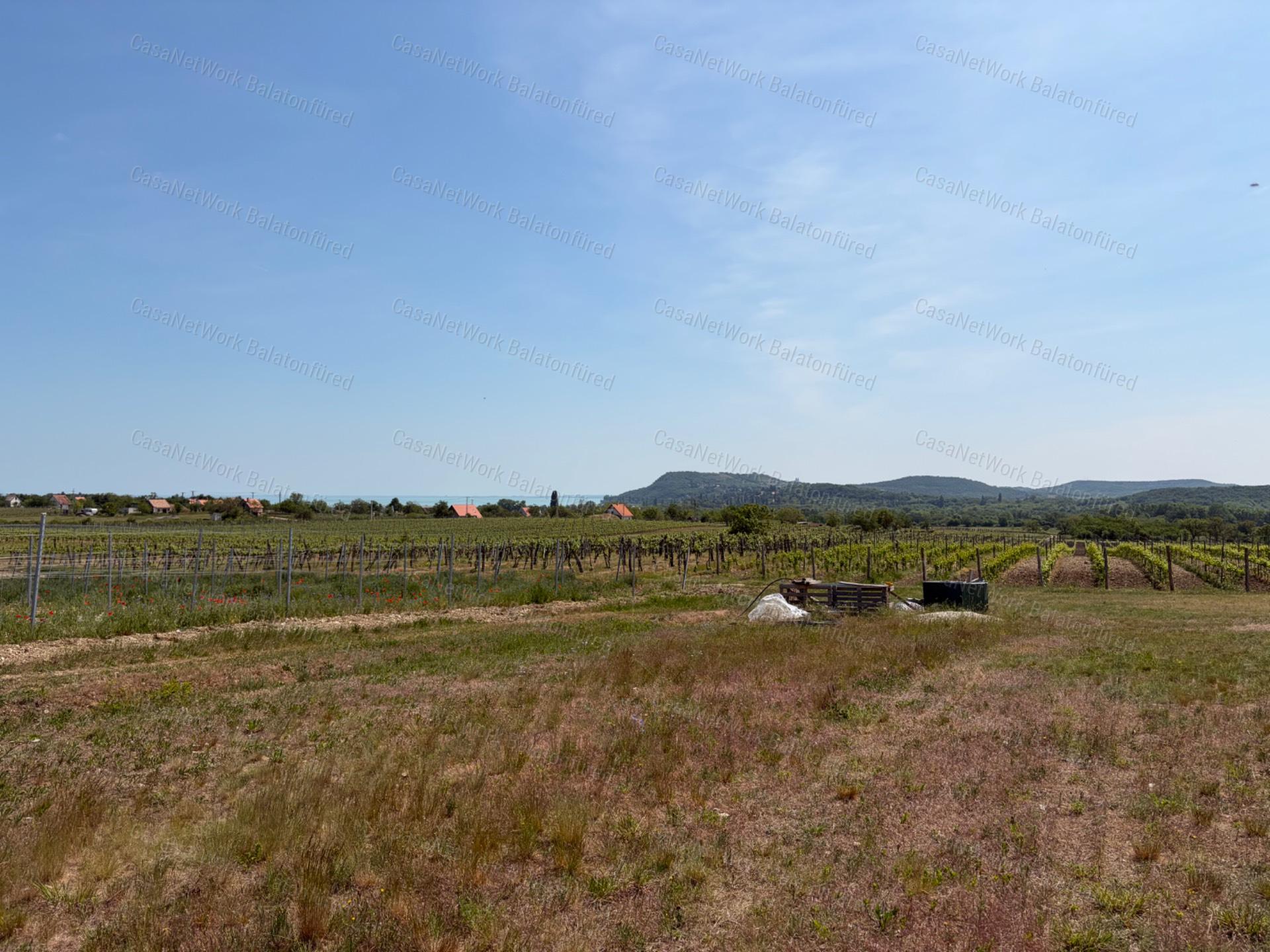 Panorámás SZŐLŐBIRTOK Balatonfüred és Aszófő között eladó