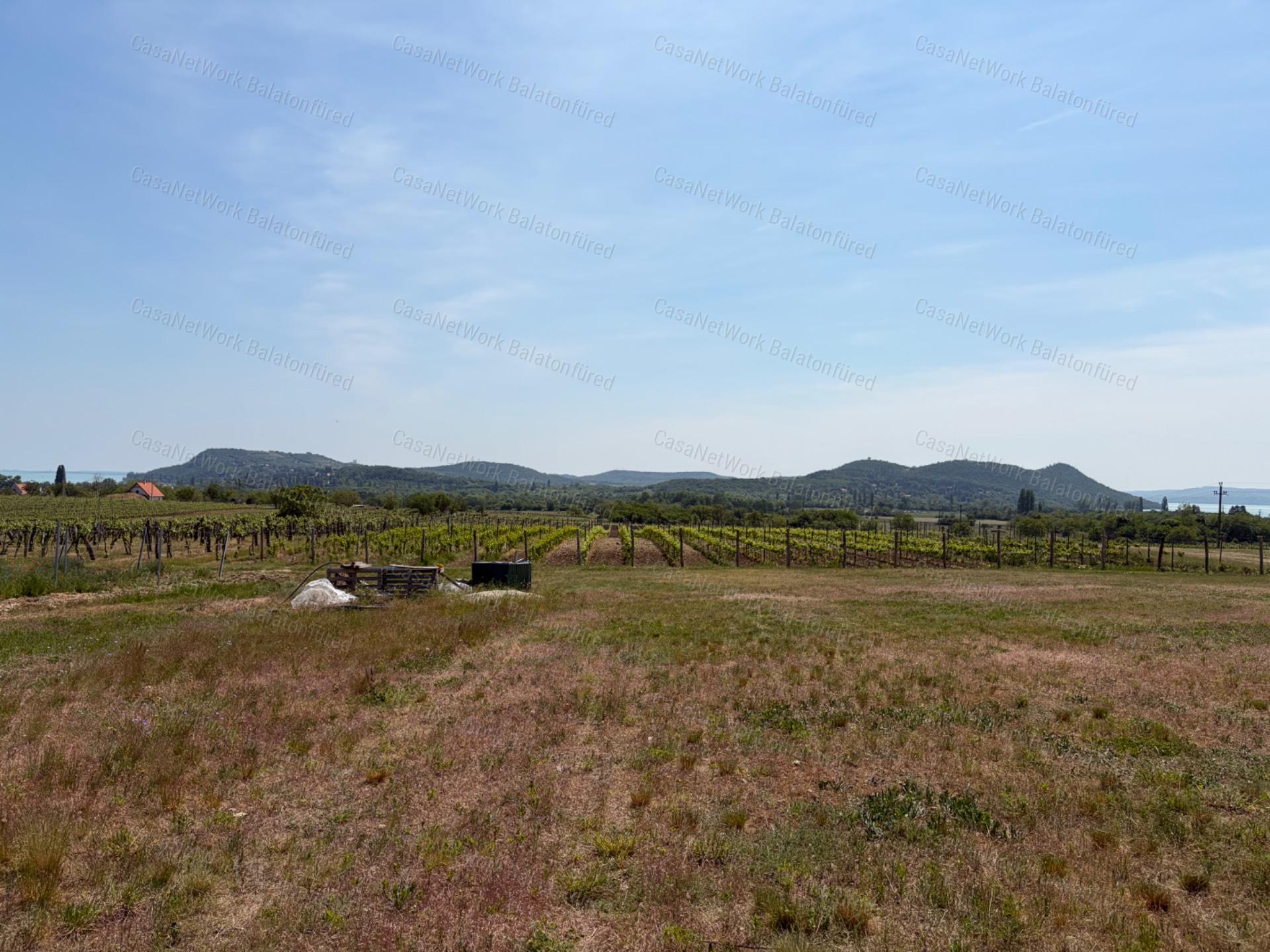 Panorámás SZŐLŐBIRTOK Balatonfüred és Aszófő között eladó
