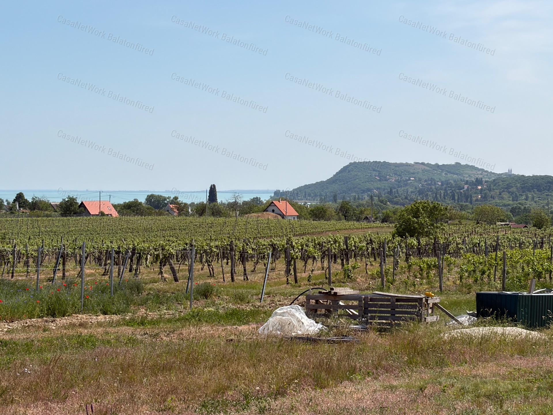 Panorámás SZŐLŐBIRTOK Balatonfüred és Aszófő között eladó