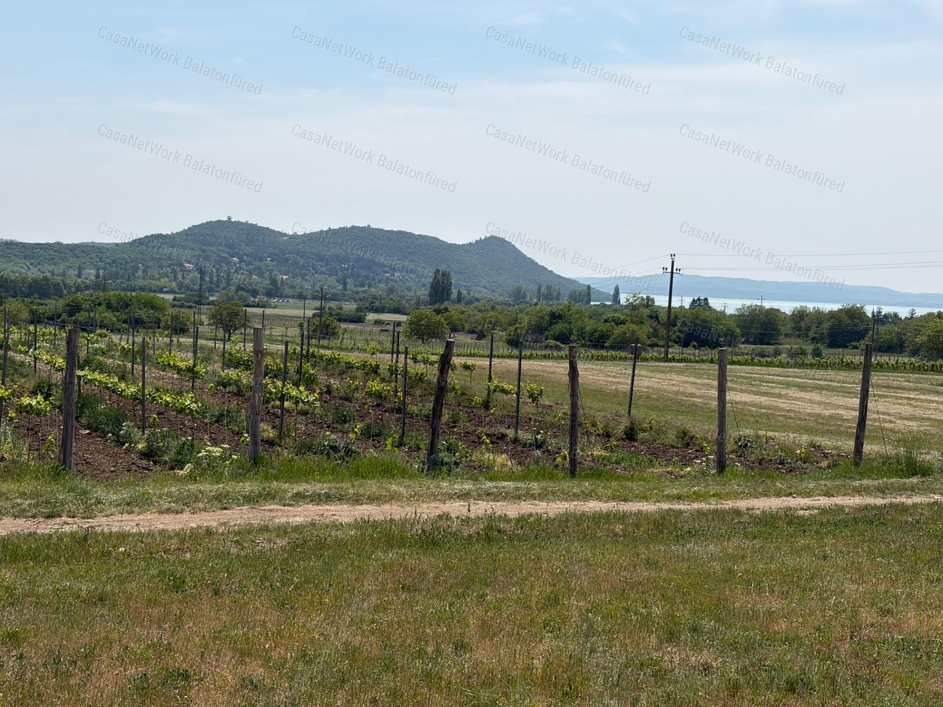 Panorámás SZŐLŐBIRTOK Balatonfüred és Aszófő között eladó