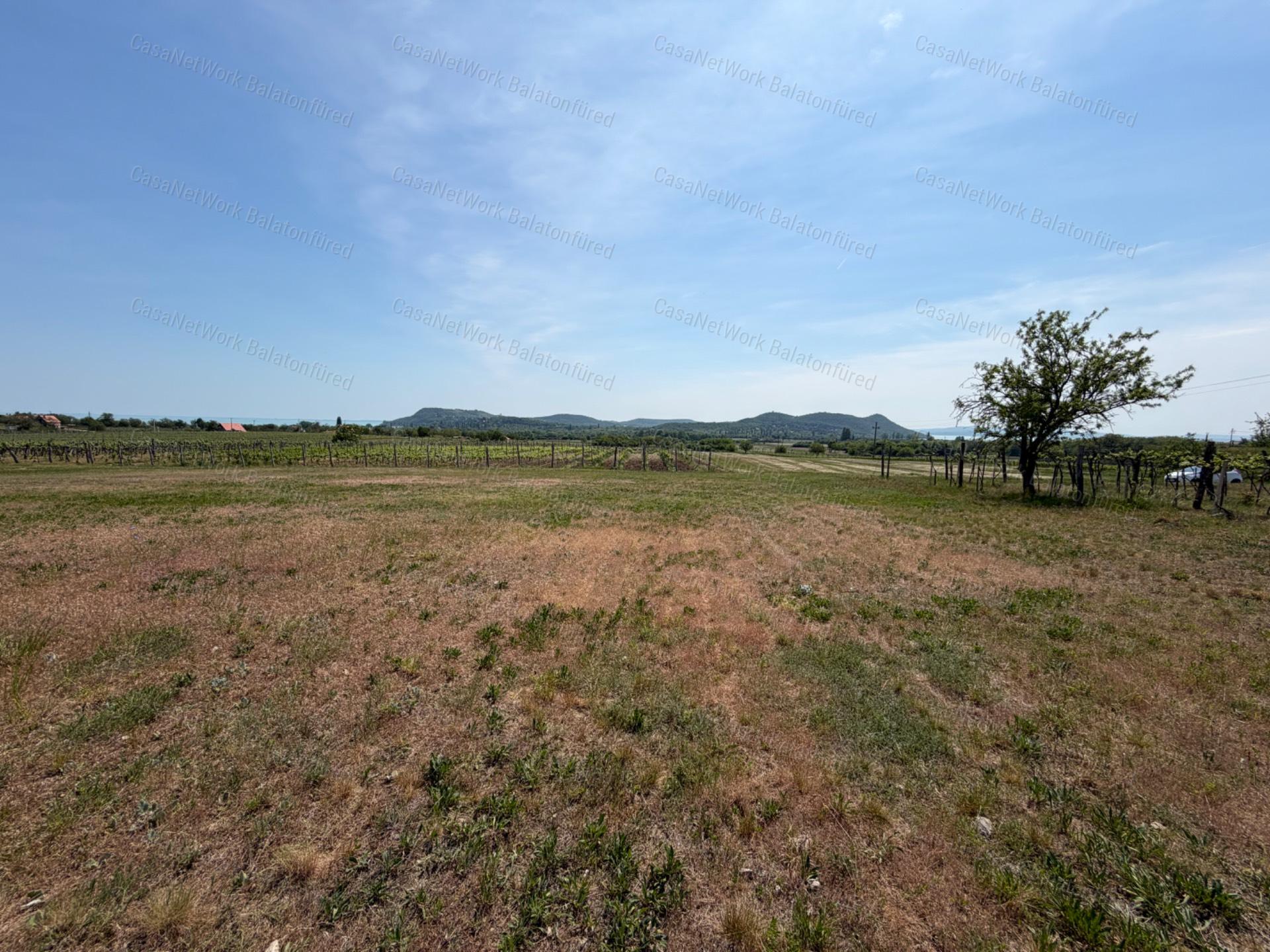 Panorámás SZŐLŐBIRTOK Balatonfüred és Aszófő között eladó