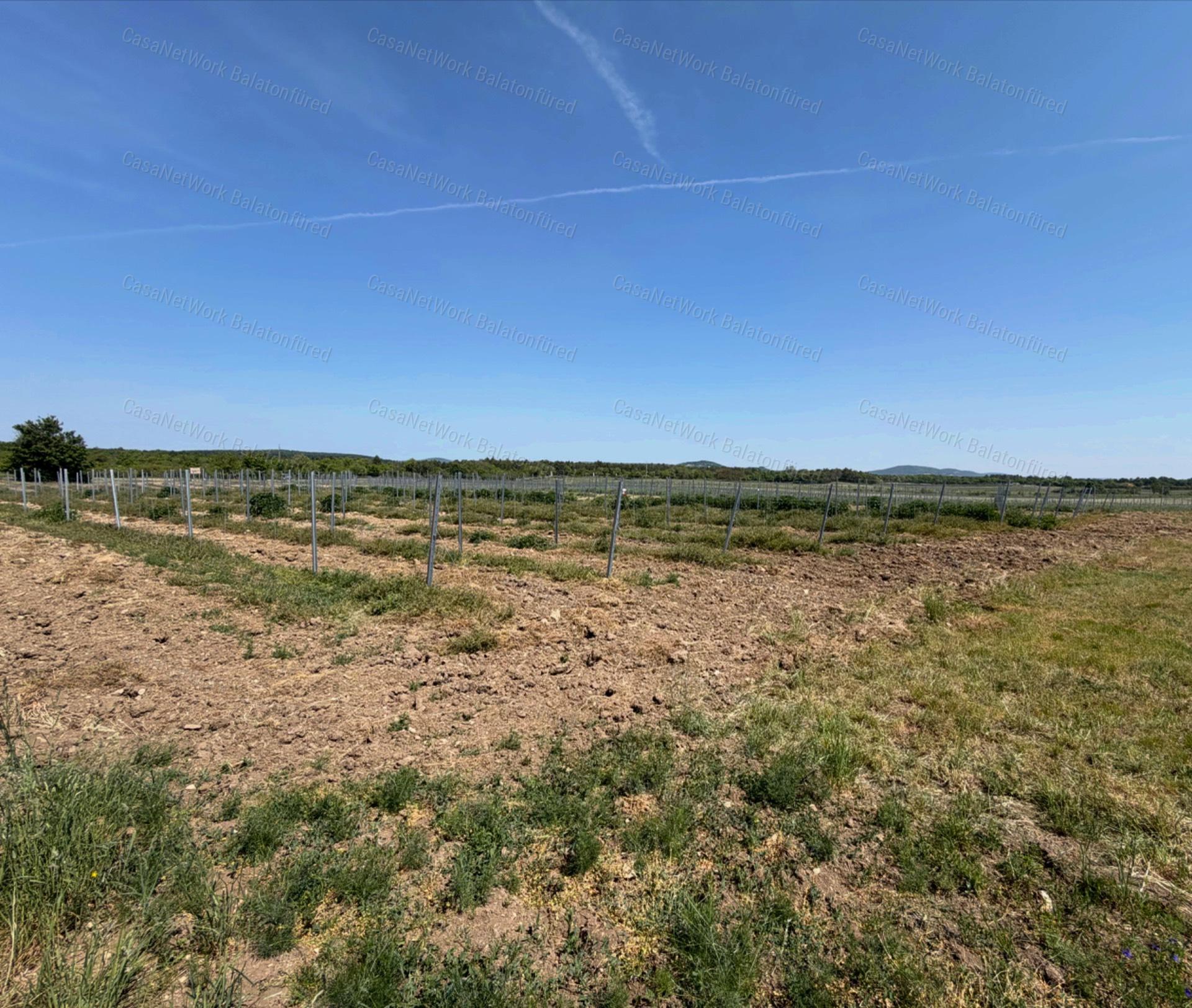 Panorámás SZŐLŐBIRTOK Balatonfüred és Aszófő között eladó