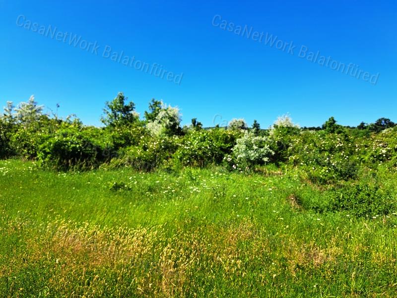 Könnyű megközelíthetőség - eladó SZŐLŐTERÜLET BALATONAKALIBAN