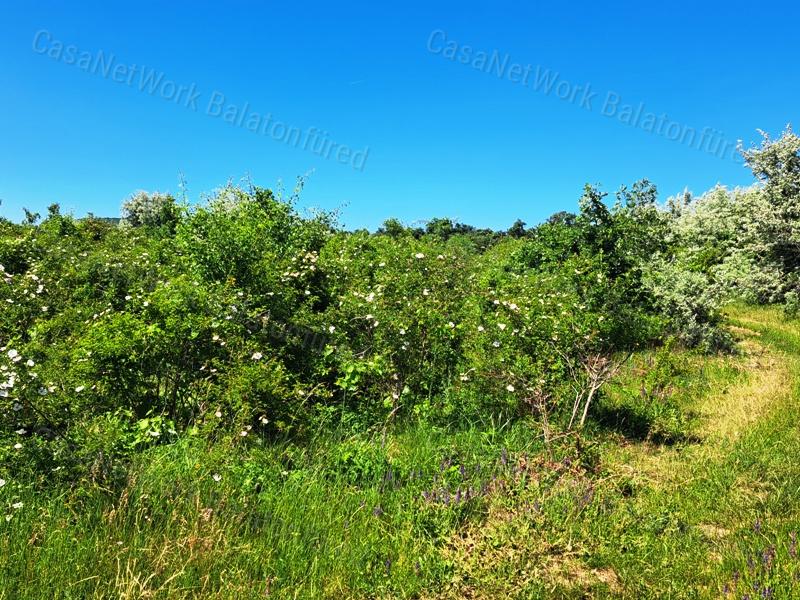 Könnyű megközelíthetőség - eladó SZŐLŐTERÜLET BALATONAKALIBAN