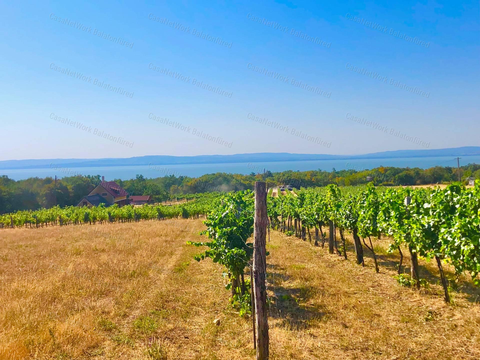 Beépíthető panorámás szőlőterület