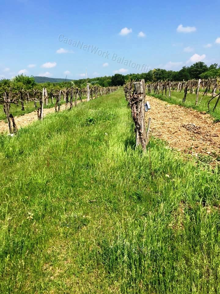 Balaton-Felvidéki Szőlőterület