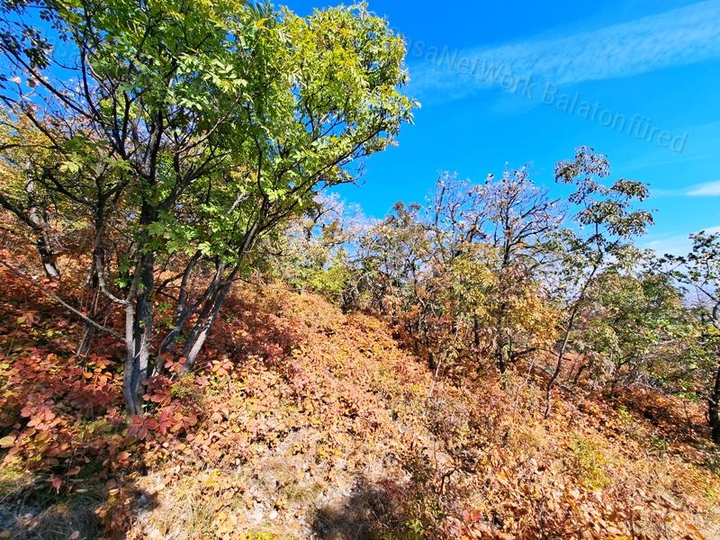 Erdőben, panorámás- eladó MEZŐGAZDASÁGI TERÜLET BALATONFÜREDEN