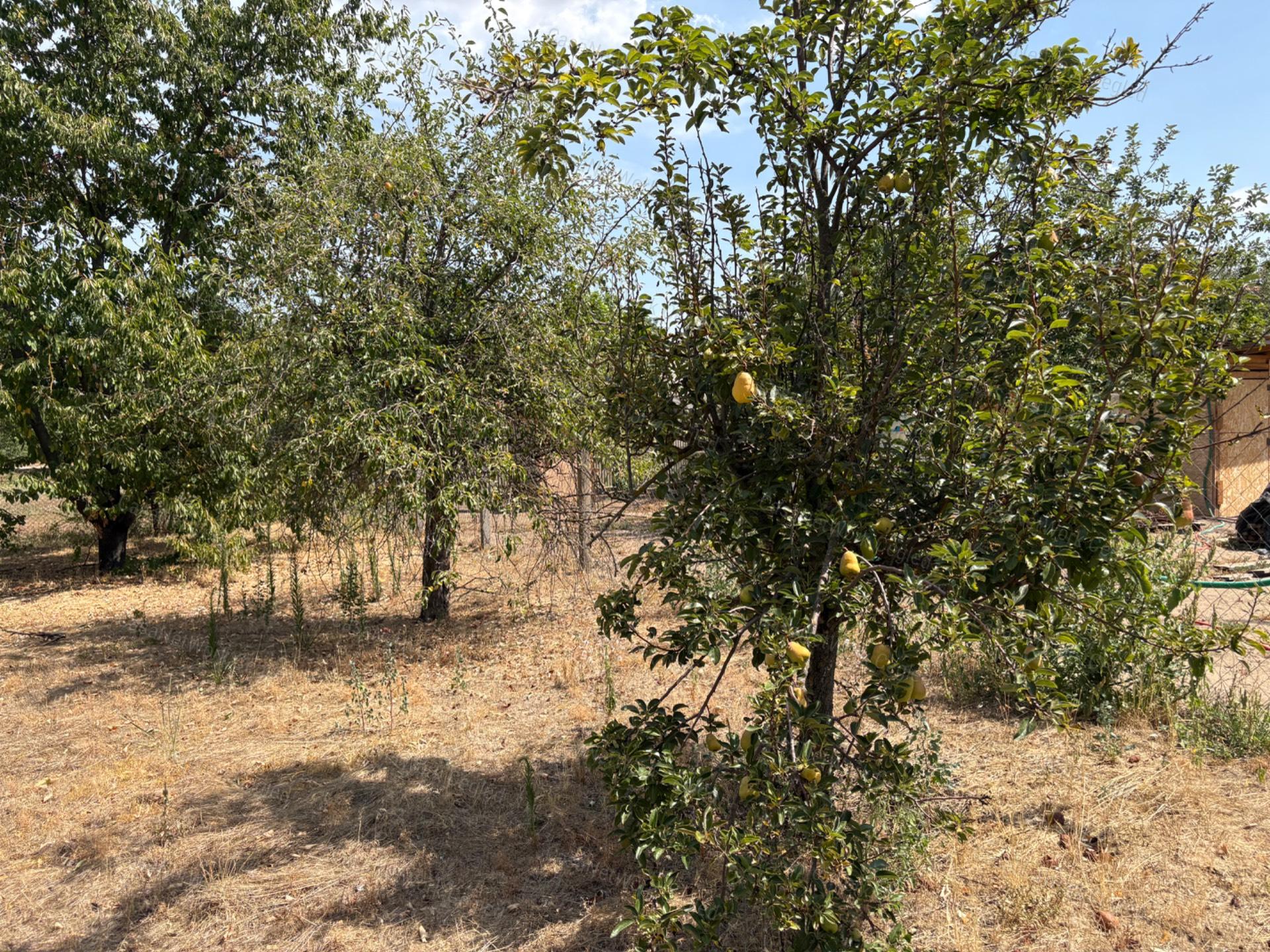 ELADÓ 1216 M²-ES TELEK CEGLÉD-ÖREGSZŐLŐBEN