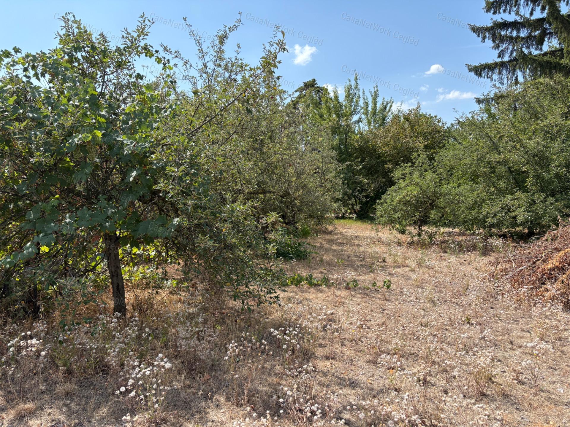 ELADÓ 1216 M²-ES TELEK CEGLÉD-ÖREGSZŐLŐBEN