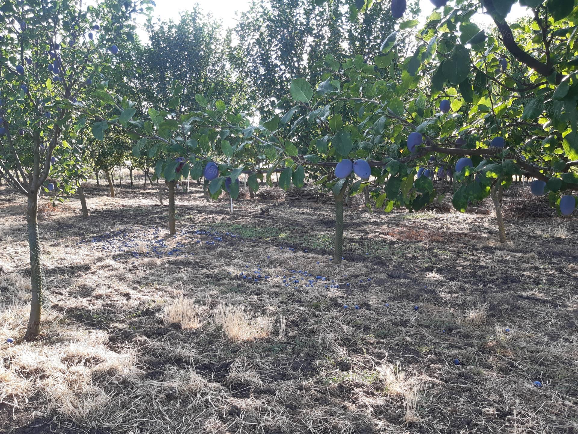 Jászdózsán 9483 nm-es telken, 4 hrsz-on lévő ingatlan, ház eladó