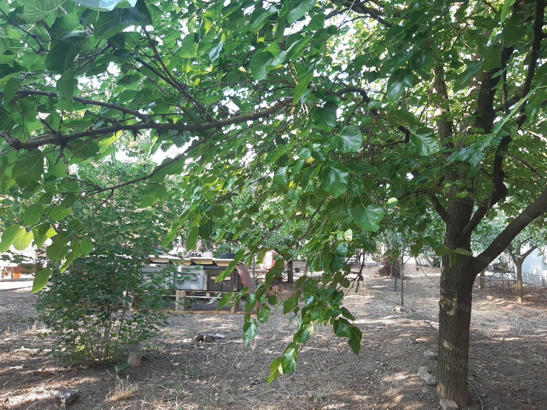Jászdózsán 9483 nm-es telken, 4 hrsz-on lévő ingatlan, ház eladó