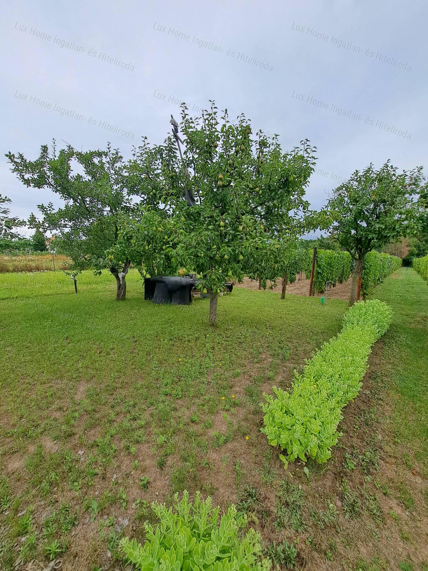 Eladó csendes, panorámás telek házzal és melléképületekkel!