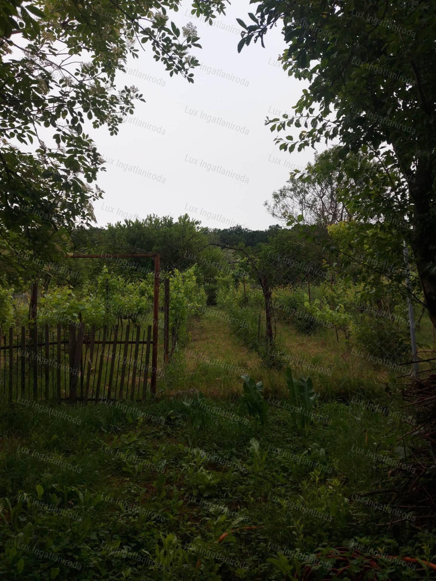 Ház Héregen, a Bikaréti dűlőben, szőlővel eladó