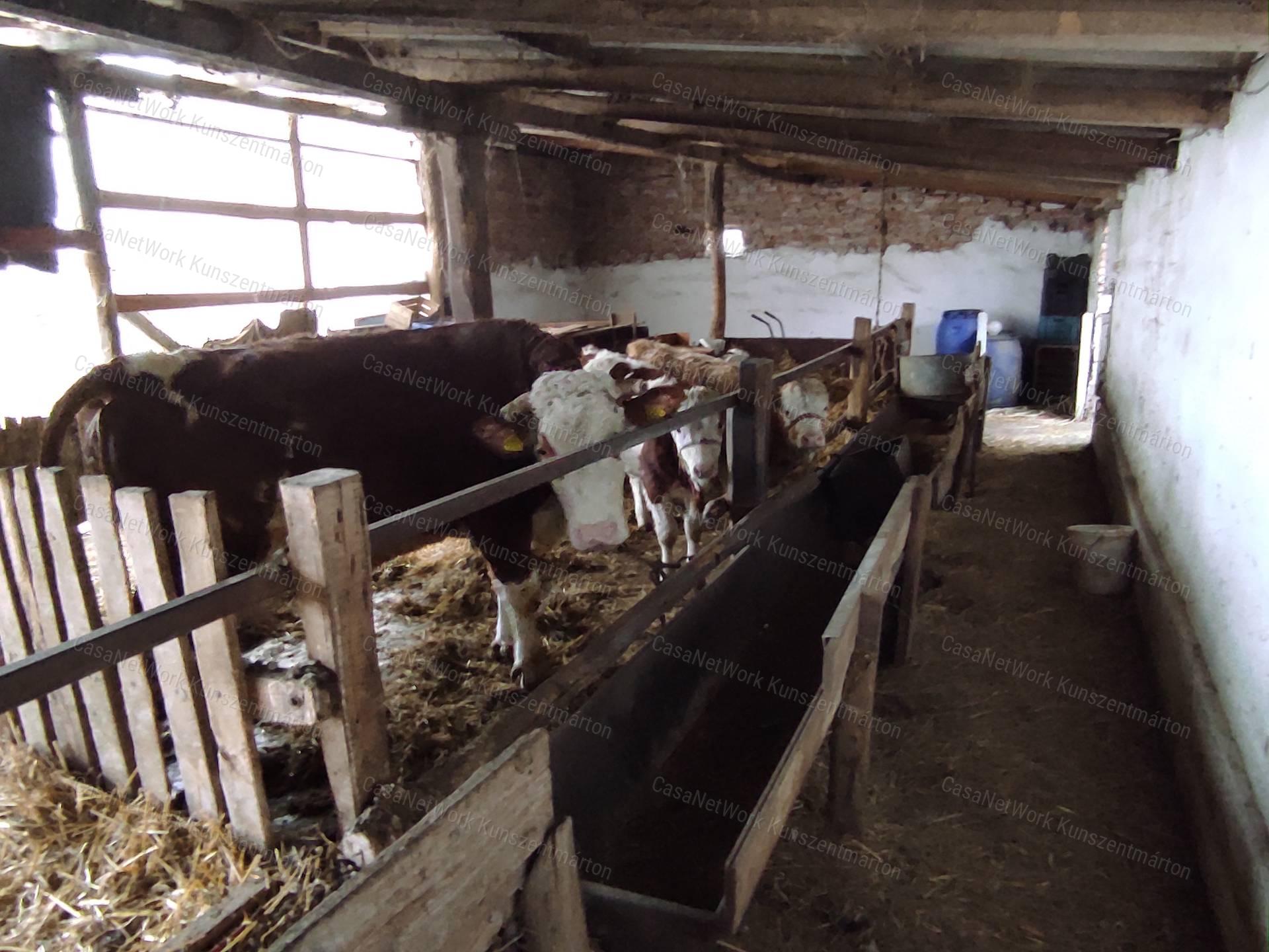 Eladó Lajosmizsétől 1 km-re található mezőgazdasági tanya