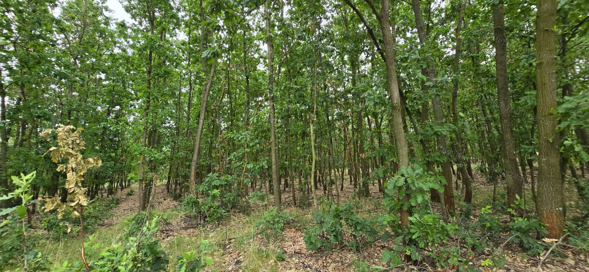 Kunszentmárton külterületén eladó 78 Ha mezőgazdasági terület