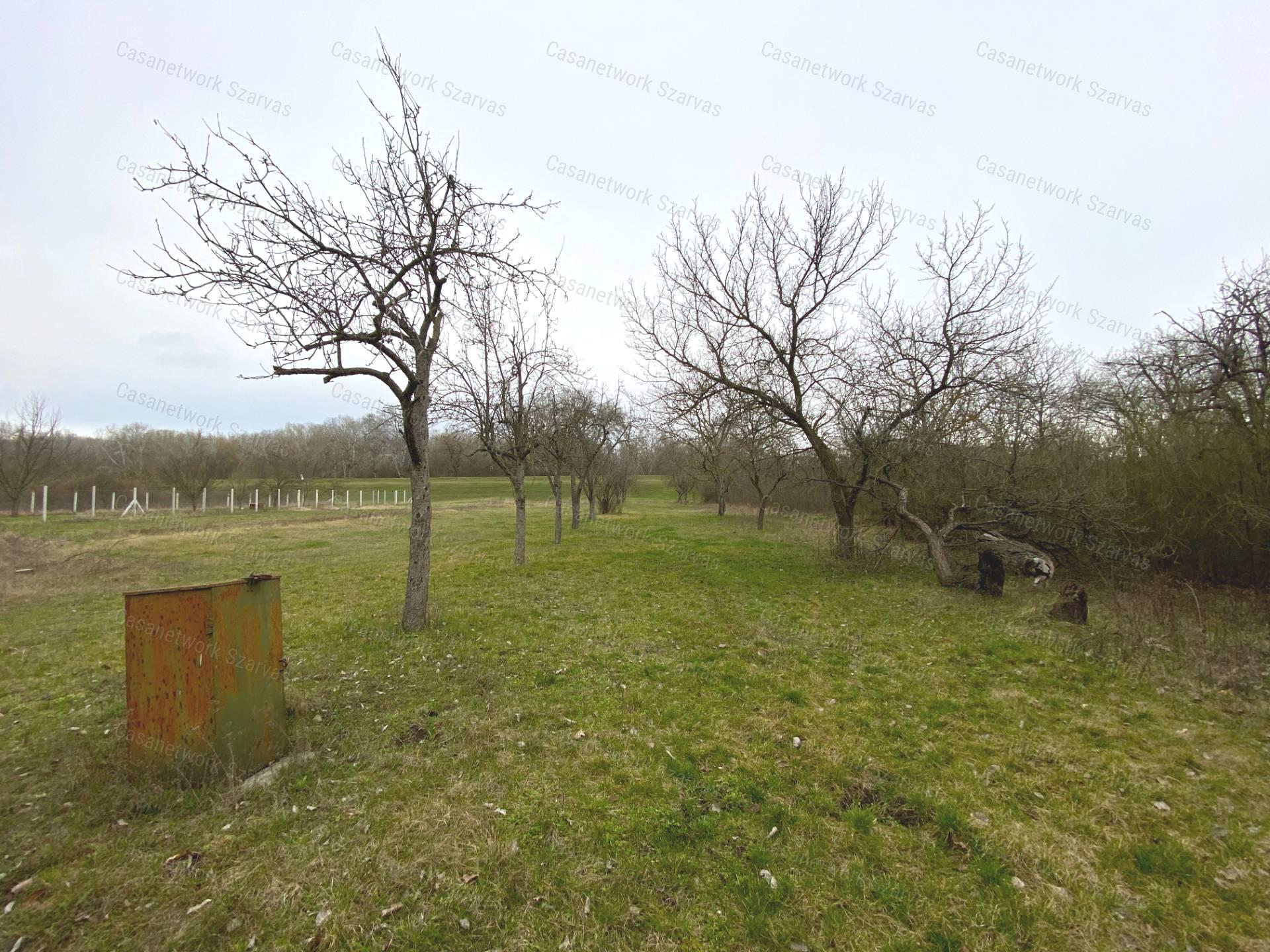 Gyomaendrődön, festői környezetben gyümölcsös, kert vált eladóvá