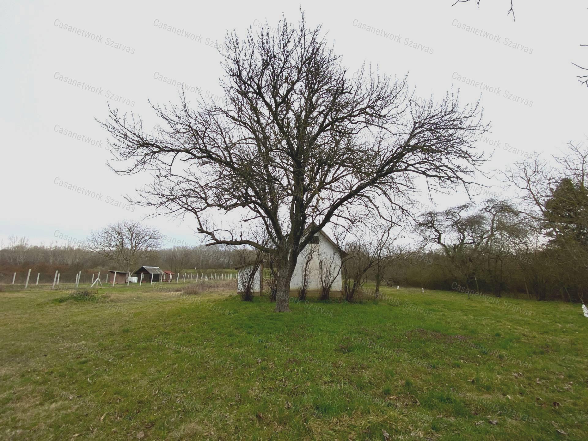 Gyomaendrődön, festői környezetben gyümölcsös, kert vált eladóvá