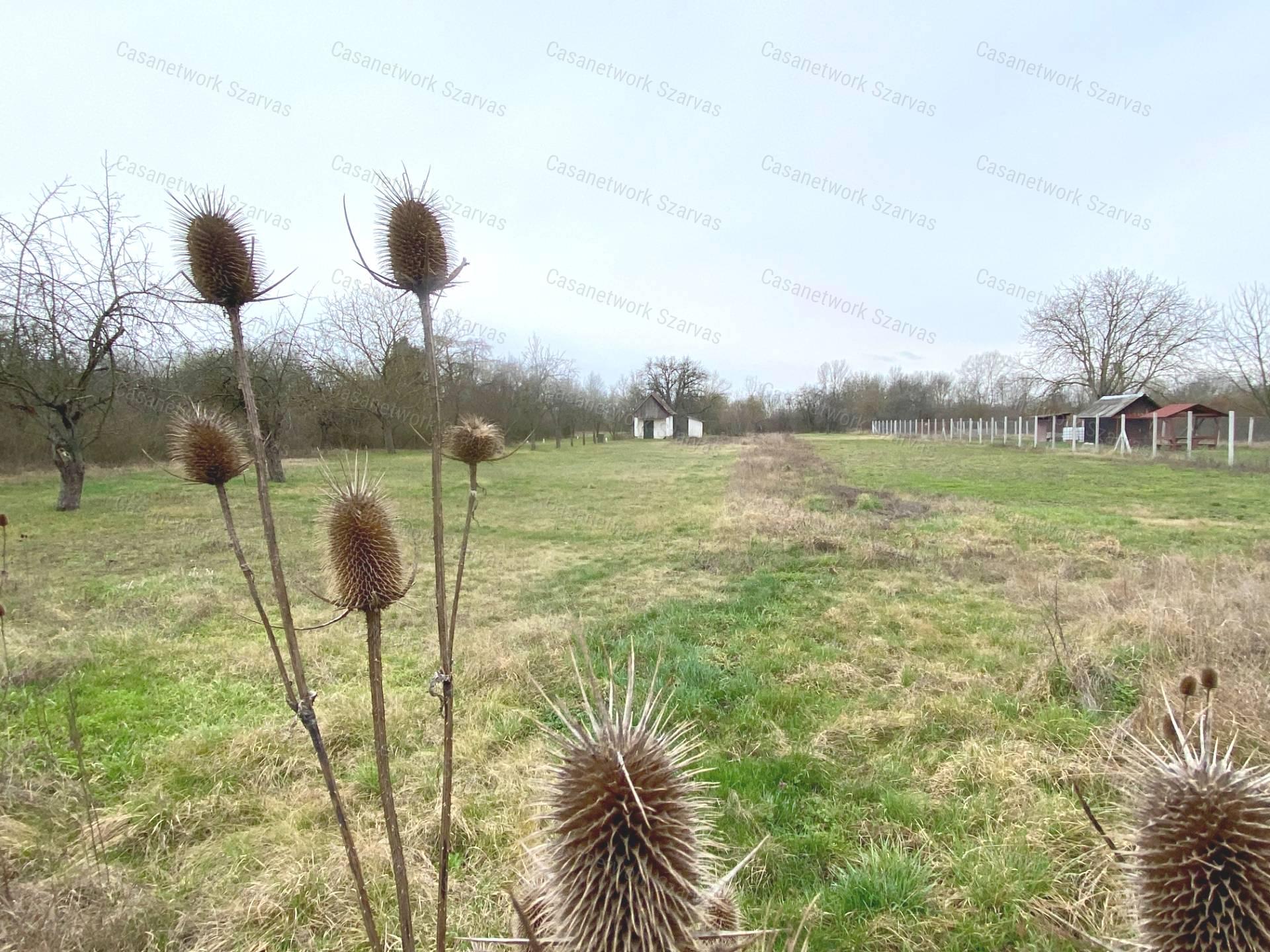 Gyomaendrődön, festői környezetben gyümölcsös, kert vált eladóvá