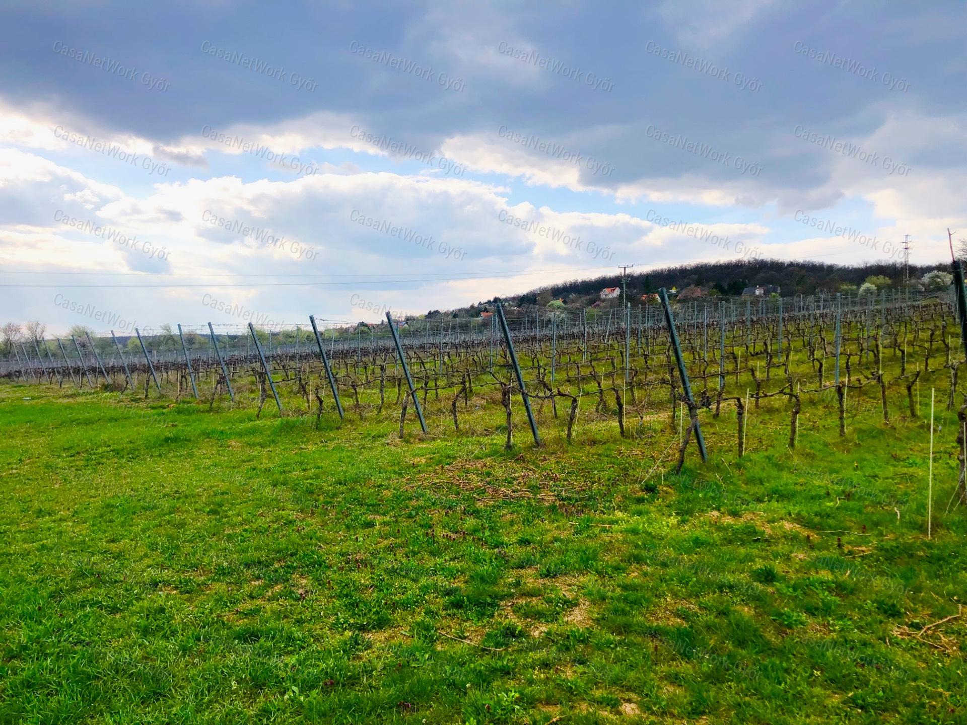 Privát Birtok a Balaton felett - Szőlőbirtok Örök Panorámával