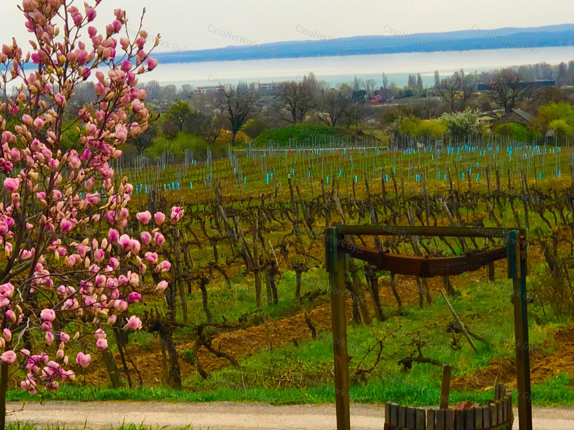 Privát Birtok a Balaton felett - Szőlőbirtok Örök Panorámával